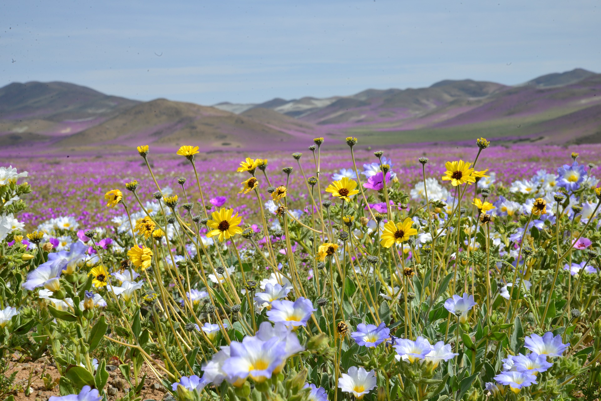 El Desierto Florido de Chile un paradójico espectáculo natural